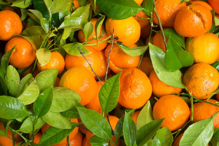 citrus